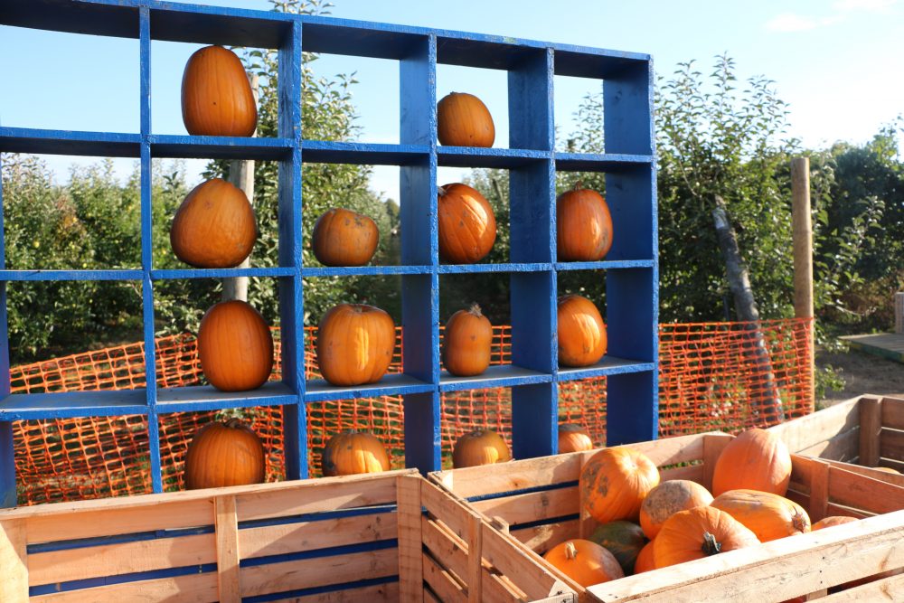 Le plein de fruits et légumes à la cueillette de Gally - Summer Girl Le plein de fruits et légumes à la cueillette de Gally - Summer Girl